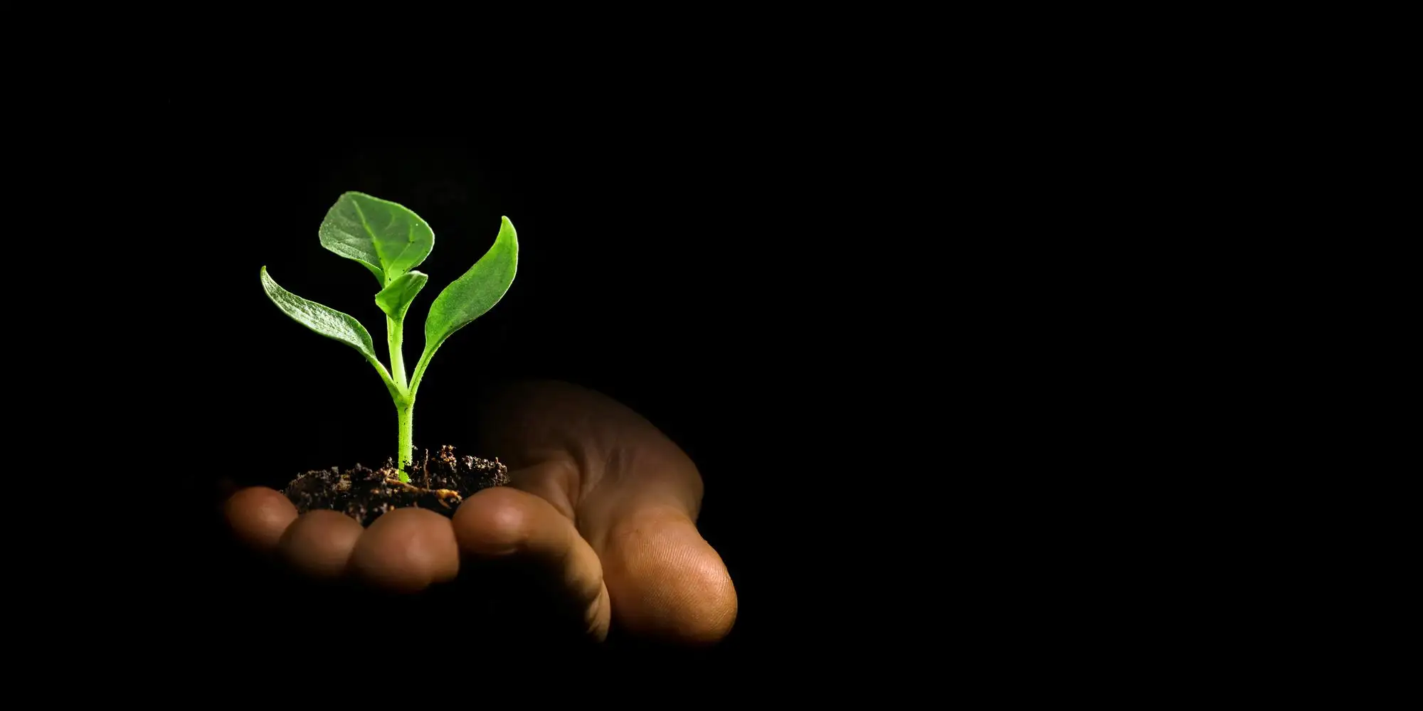 Seedling